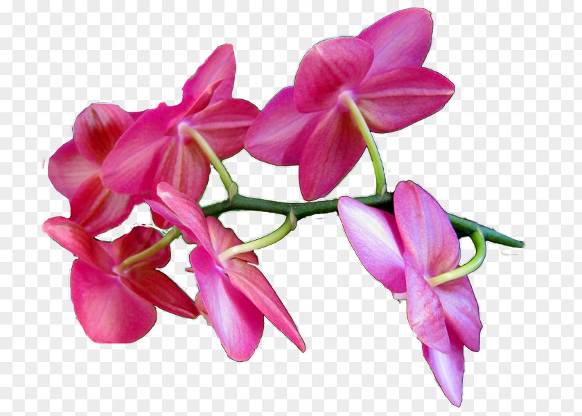 Moth Orchids Cut Flowers Plant Stem Petal Pink M PNG