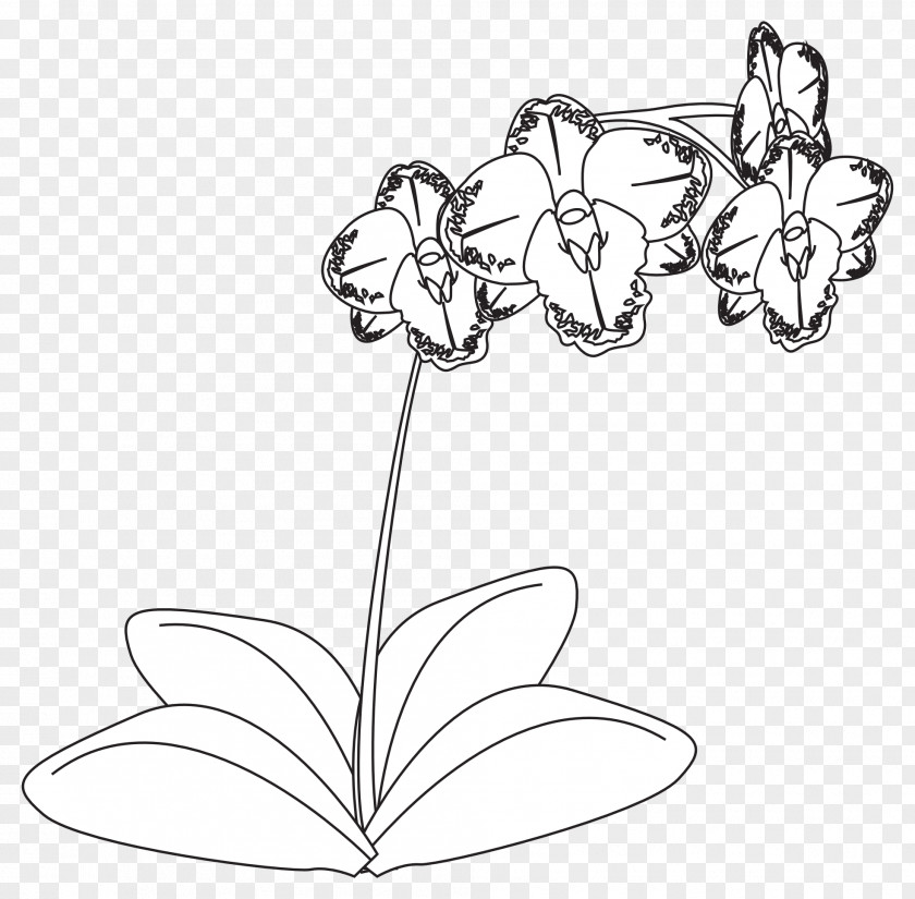 Orchid Drawing Orchids Black And White Line Art Clip PNG