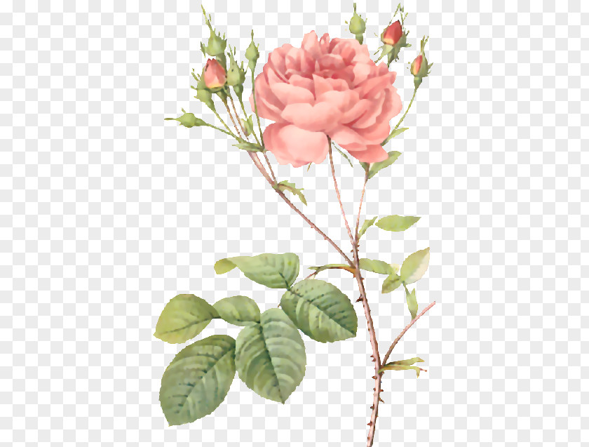 Watercolor Illustration Flowers Roses Pierre-Joseph Redouté (1759-1840) Moss Rose Botany Botanical PNG