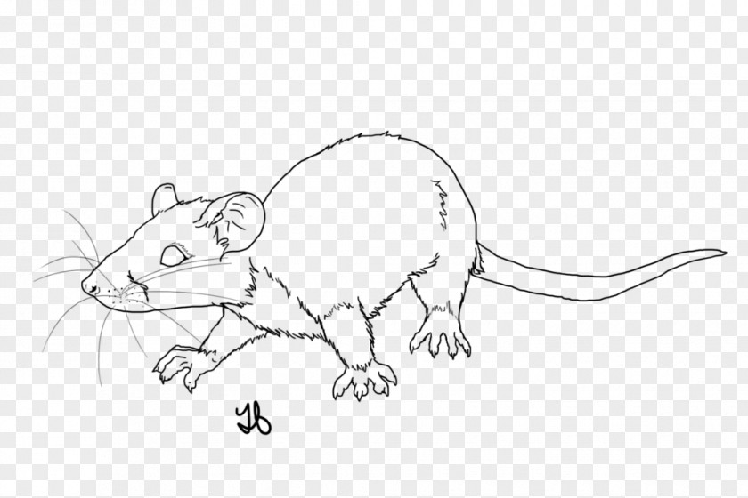 A Juvenile Rat Mouse Line Art Whiskers Sketch PNG