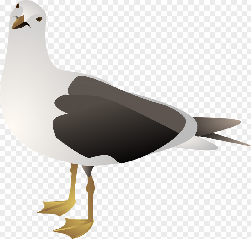 Bird Gulls European Herring Gull Clip Art PNG