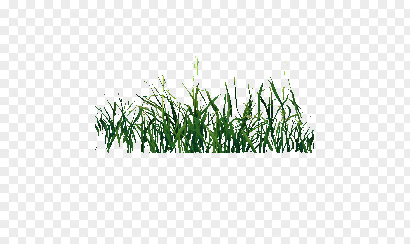 Green Grass Transparency And Translucency Blog GIFu30a2u30cbu30e1u30fcu30b7u30e7u30f3 PNG