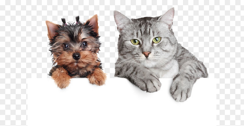 S Of Cute Cats And Dogs PNG of cute cats and dogs clipart PNG