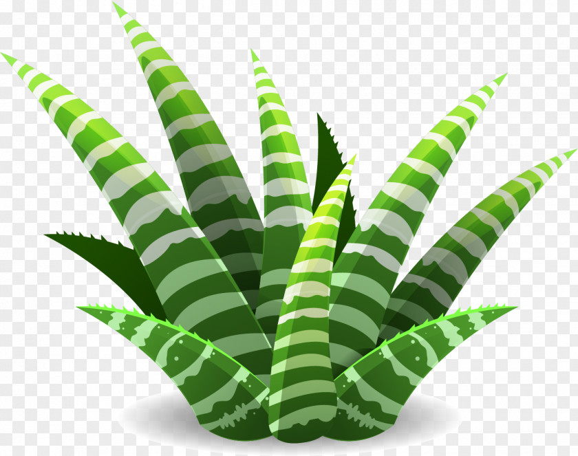 Vector Painted Aloe Succulent Plant Cactaceae Illustration PNG