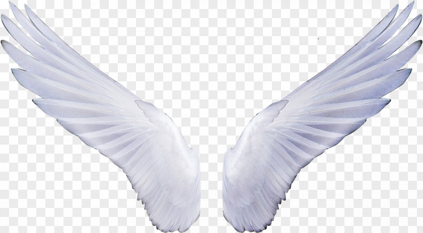 Wings Angel Sticker Clip Art PNG