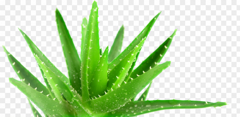 Aloe Vera Plant Medicine Forever Living Products Health PNG