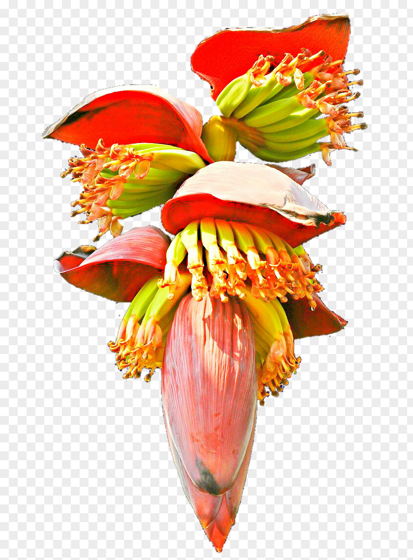 Banana Bread Flower Clip Art PNG