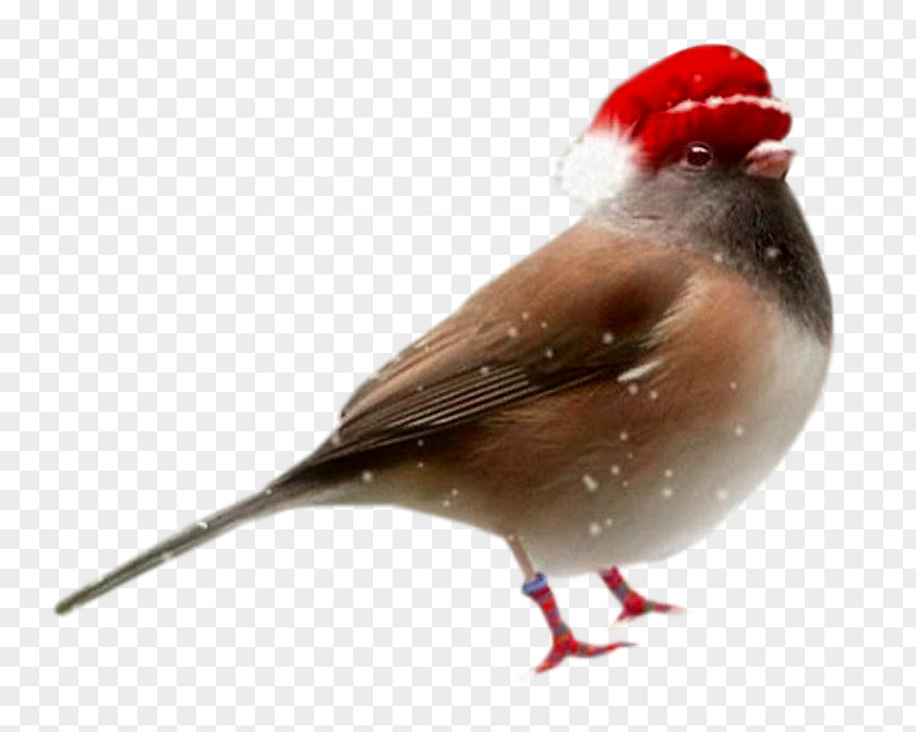 Birds Bird Santa Claus Christmas PNG