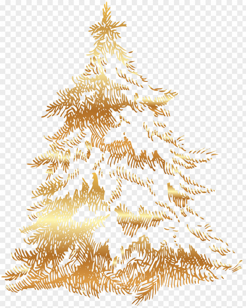 Christmas Tree Spruce Fir PNG