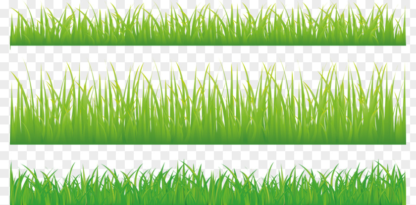 Decorative Grass Royalty-free Stock Photography Green Illustration PNG