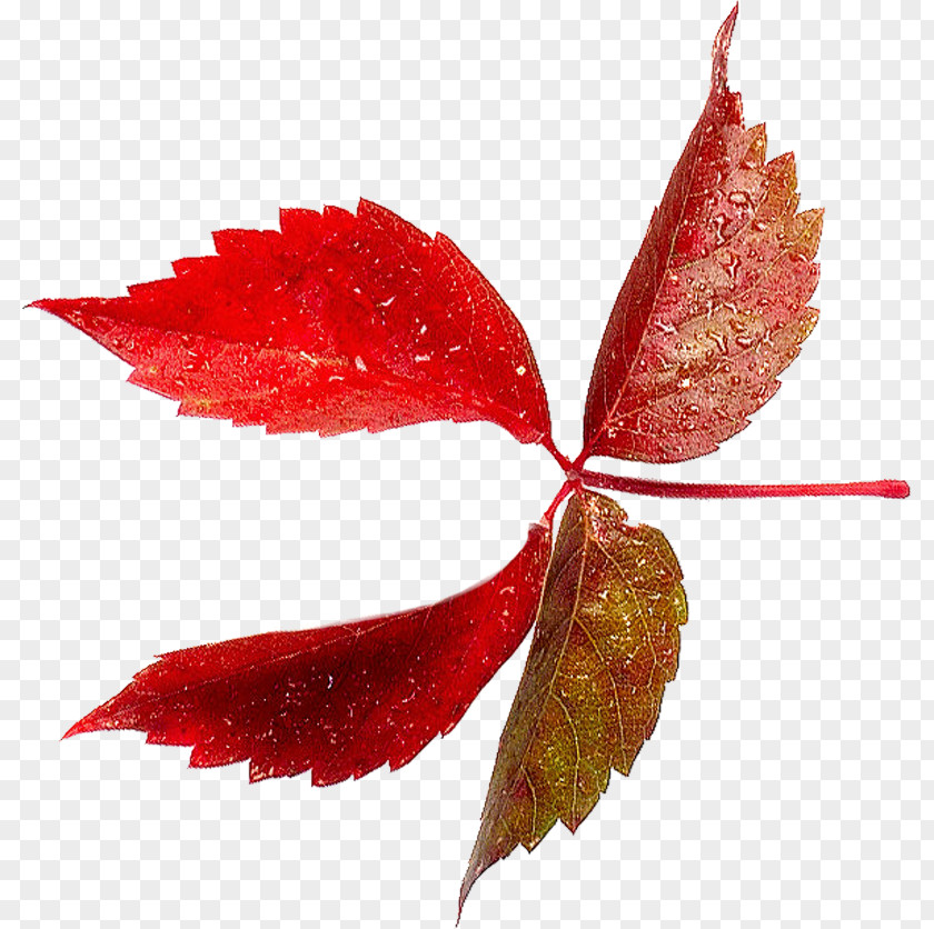 Leaf Clip Art PNG