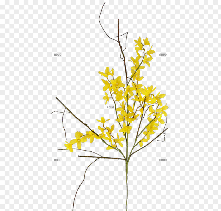 Leaf Twig Forsythia × Intermedia Yellow Branch PNG