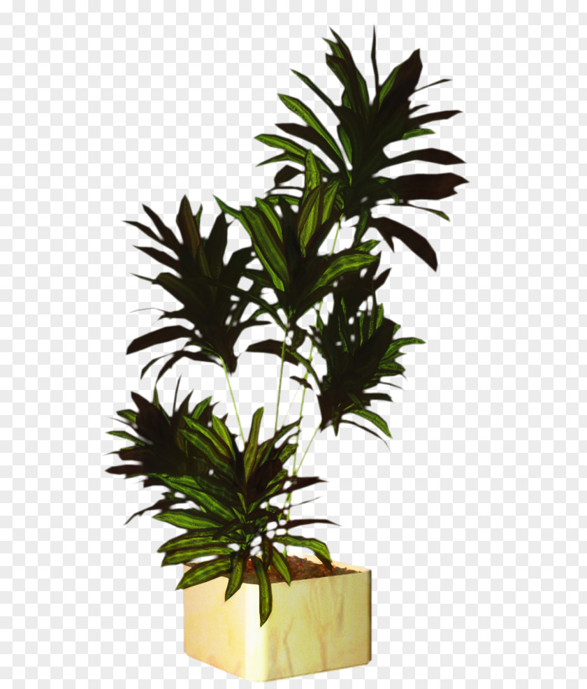 Plant Stem Palm Tree Background PNG