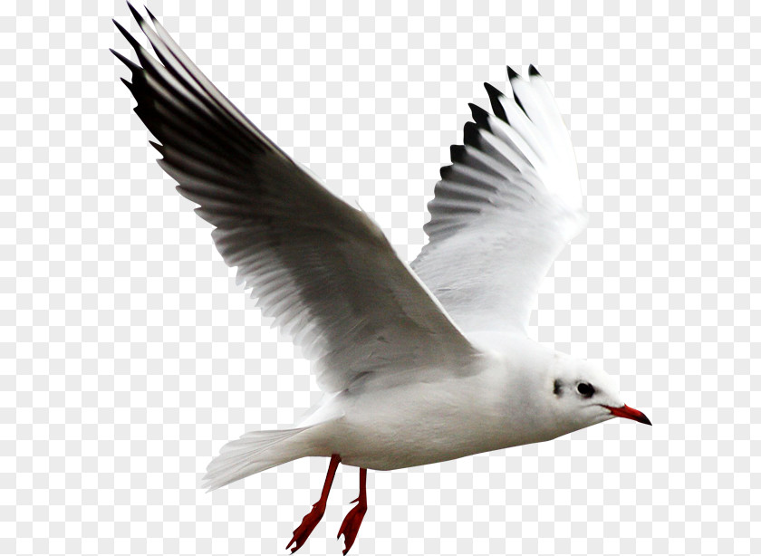 White Gull European Herring Bird Clip Art PNG