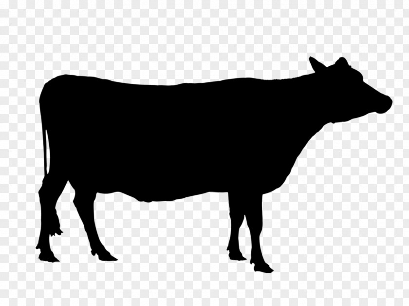 Angus Cattle Texas Longhorn Holstein Friesian Calf Beef PNG
