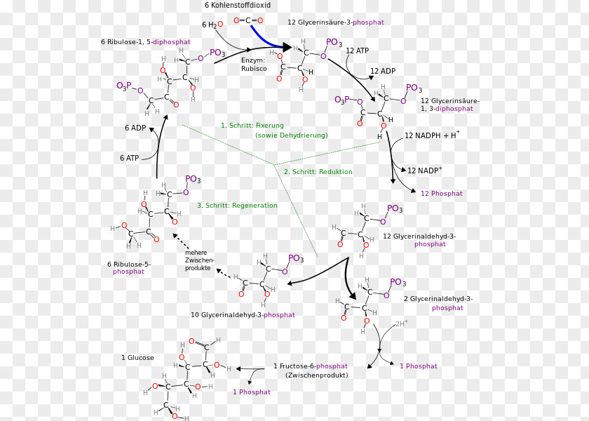 Cycle Calvin Photosynthesis 3-Phosphoglyceric Acid Metabolic Pathway Anabolism PNG