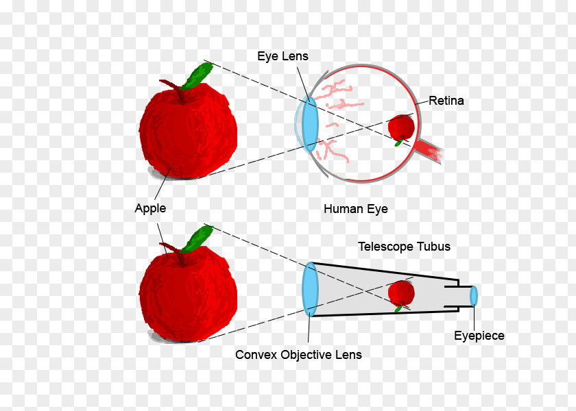 Eye Human Refracting Telescope Retina PNG