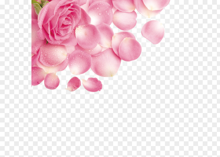 Rose Petals With Water Droplets Petal Flower Pink PNG