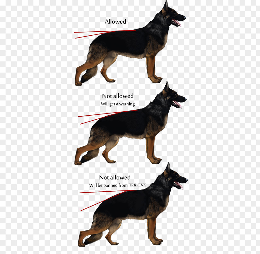 To Observe And Learn From Real Life German Shepherd Kunming Wolfdog Collar Leather Dog Breed PNG