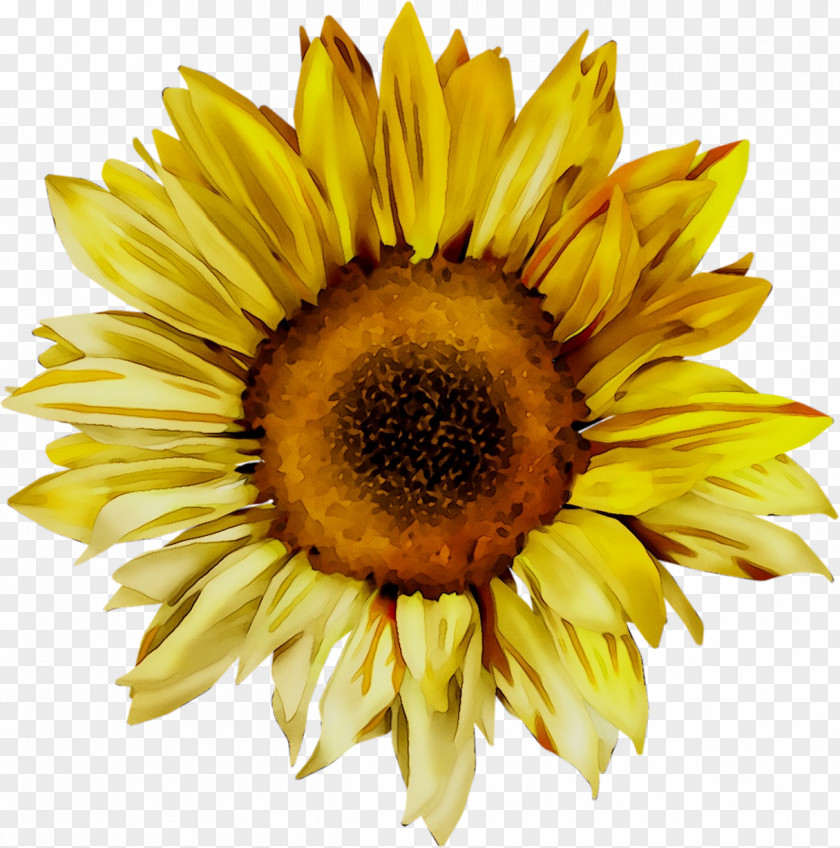 Common Sunflower Autoverwertung Grosch Peter Image Stock.xchng PNG