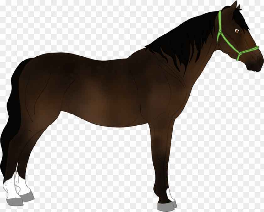 Reclaimed Land Mustang Pony Stallion Horse Harnesses Bridle PNG