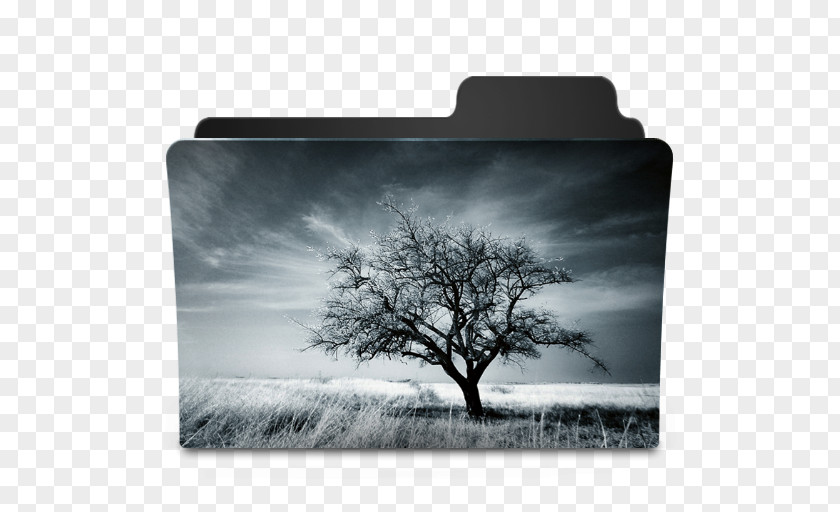 Tree Photography PNG