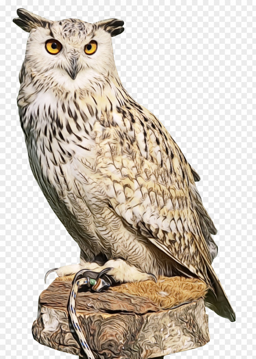 Wildlife Beak Owl Bird Of Prey Great Horned Animal Figure PNG