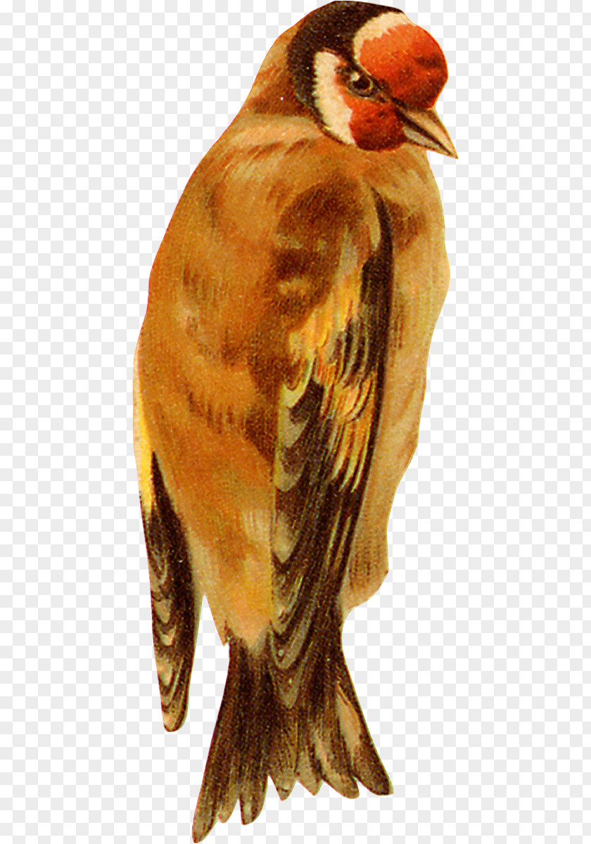 Bird Eurasian Tree Sparrow Owl PNG