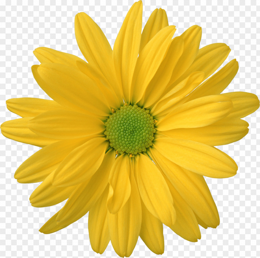 Camomile Flower Desktop Wallpaper PNG