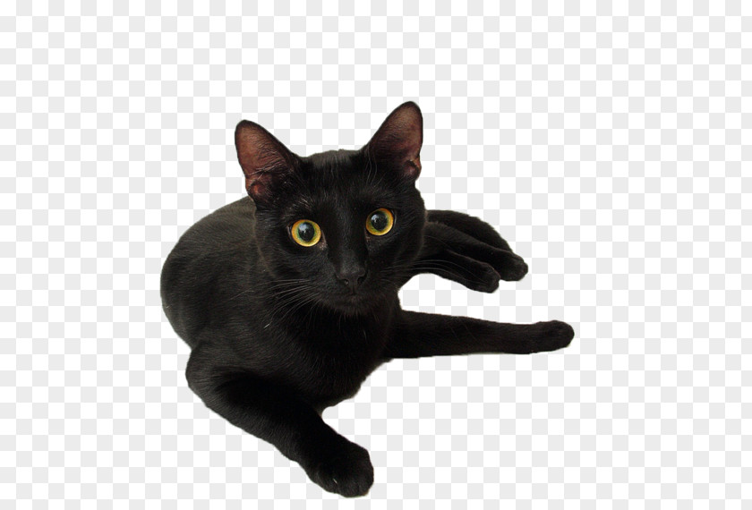 Cats Black Cat Panther Kitten Le Chat Noir PNG