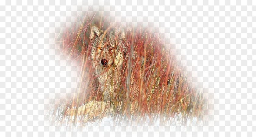 Coyote Gray Wolf Animal Drawing Painting PNG
