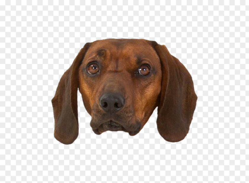 Dog Bubbles Redbone Coonhound Treeing Walker Black And Tan Plott Hound Dachshund PNG