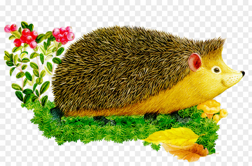 Hedgehog European Animal Alphabet For Children. PNG