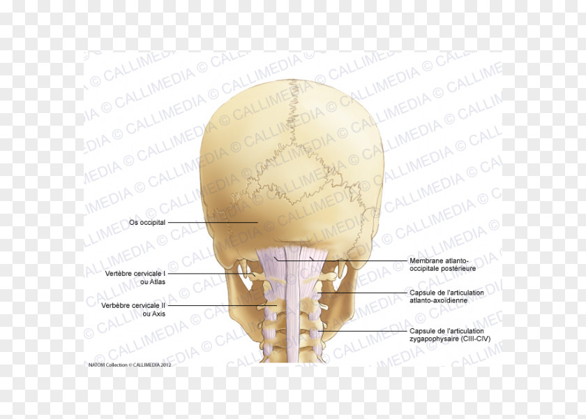 Occipital Bone Joint Capsule Cervical Vertebrae PNG
