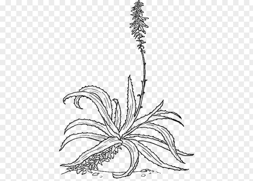 Plant Aloe Vera Botanical Illustration Botany Drawing PNG