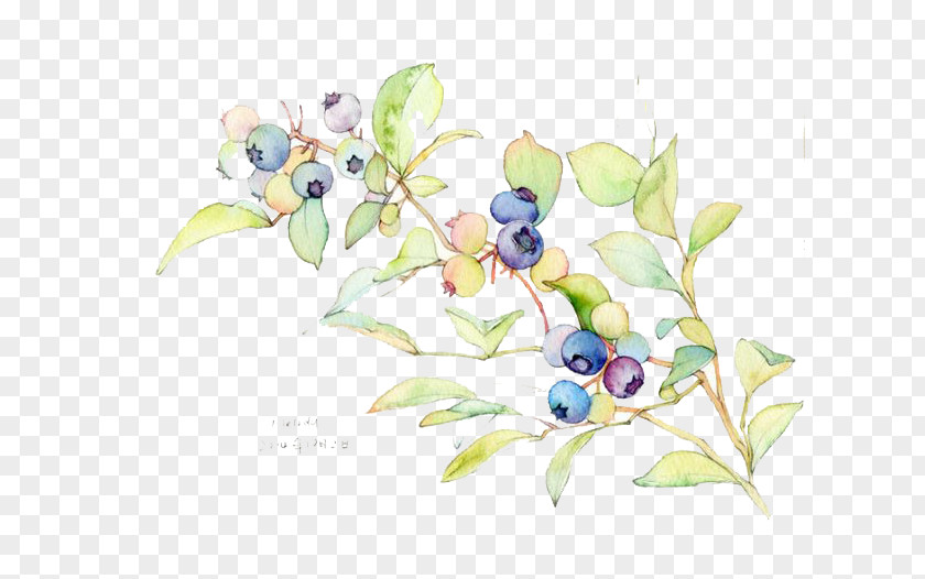 Watercolor Blueberries Painting Blueberry Illustration PNG