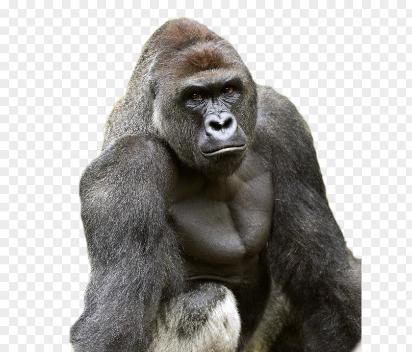 All Might Killing Of Harambe Cincinnati Zoo & Botanical Garden Western Lowland Gorilla PNG