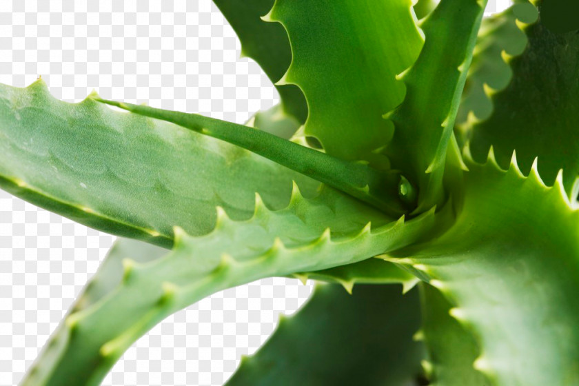 Aloe Gratis Skin Care PNG
