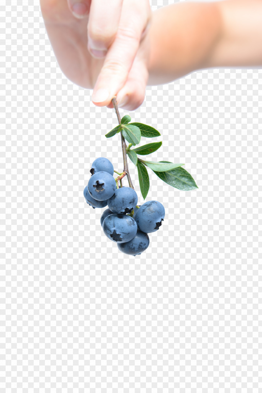 Blueberry Health Breakfast Fruit PNG