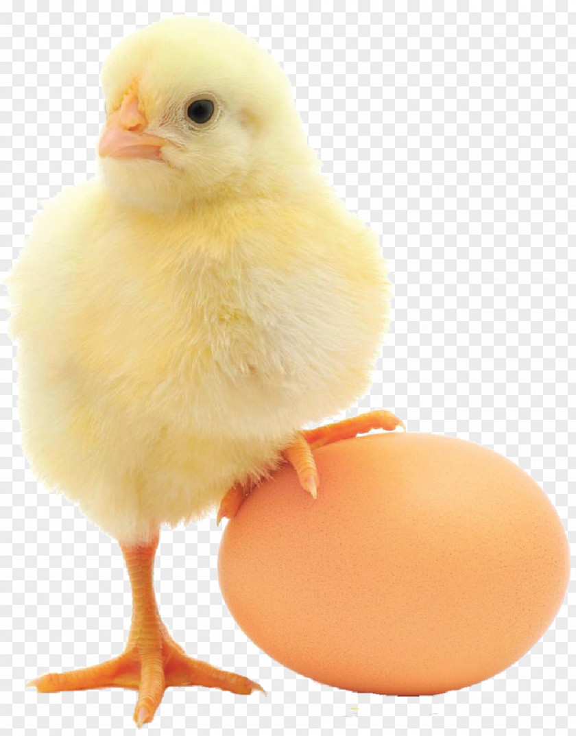 Egg Atlantic Poultry Diet Health Food PNG