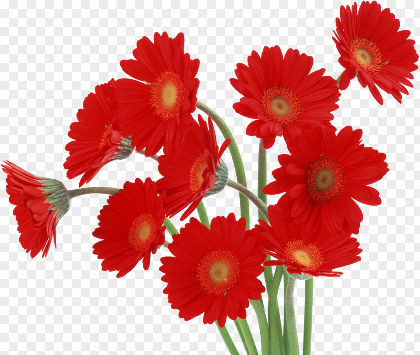 Gerbera Transvaal Daisy Flower Desktop Wallpaper High-definition Television Red PNG