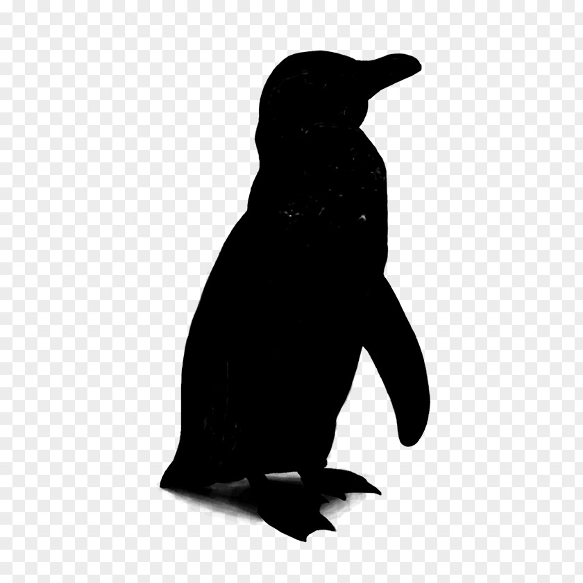 Penguin Beak Fauna Silhouette Black M PNG