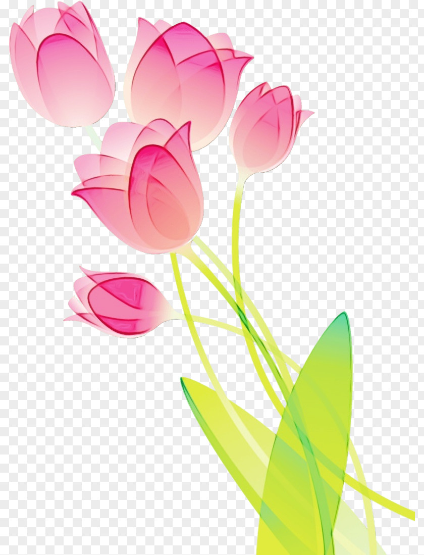 Pink Flower Petal Tulip Plant PNG