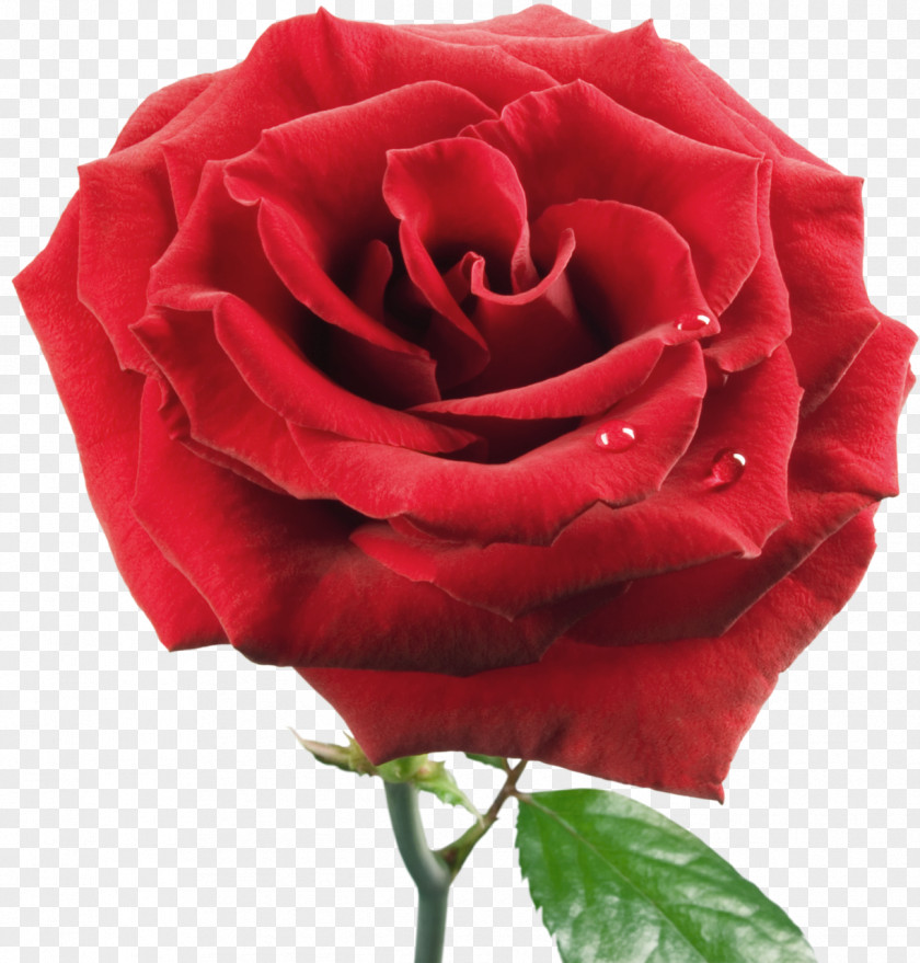 Rose Clip Art PNG