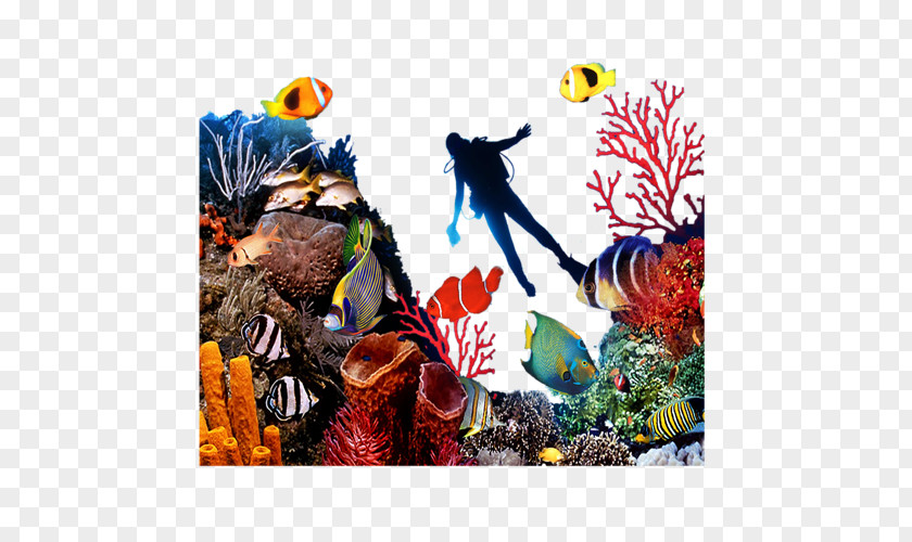 Sea Coral Reef Fish Seabed PNG