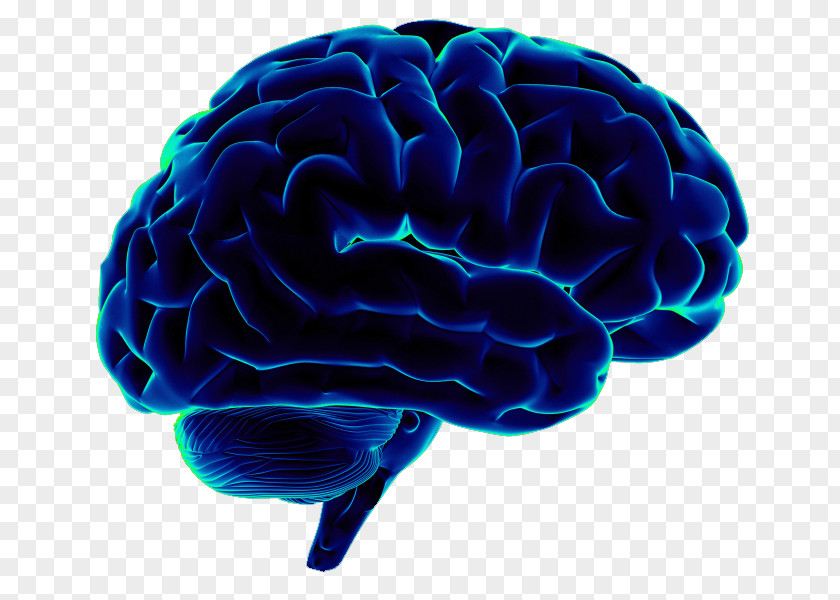 Brain Human Neuroscience Homo Sapiens PNG