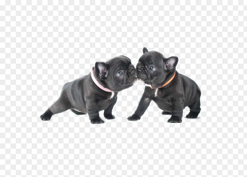 Cute Dog Bullfighting French Bulldog Boxer Pug American Bully PNG