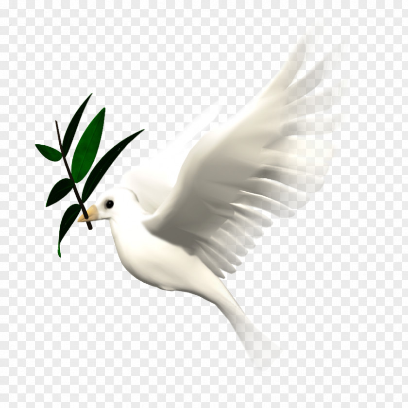 DOVES Bird Animation Giphy Clip Art PNG