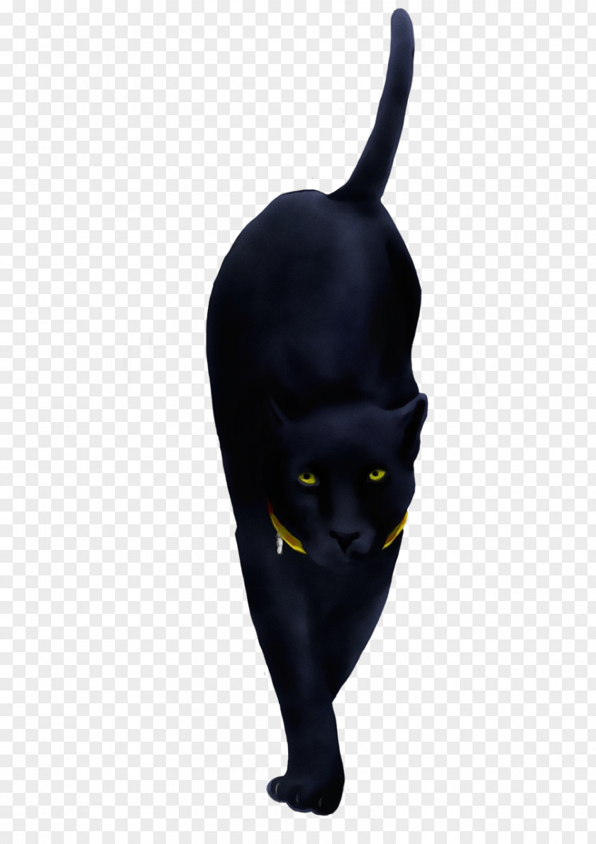 Ear Small To Mediumsized Cats Black Cat Head Yellow Bombay PNG