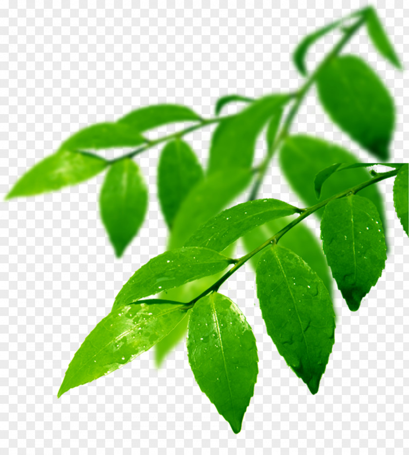 Leaf Branch Odor PNG